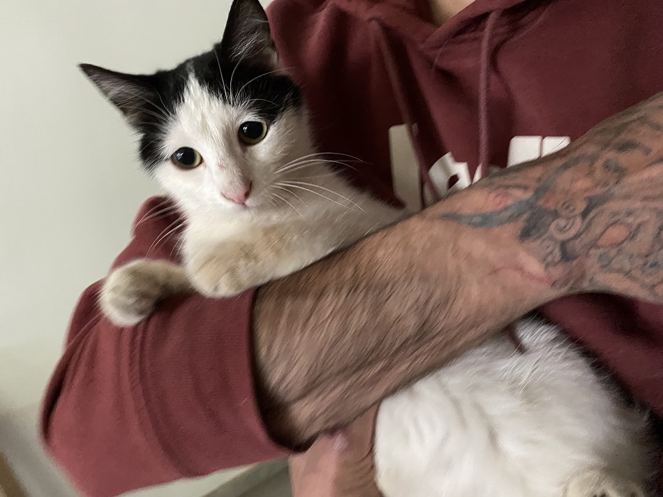 Kedi-1