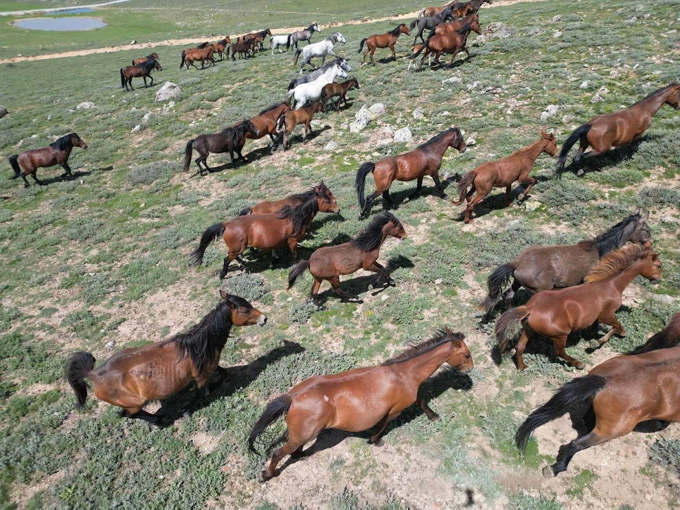 E M I R D A G H A B E R