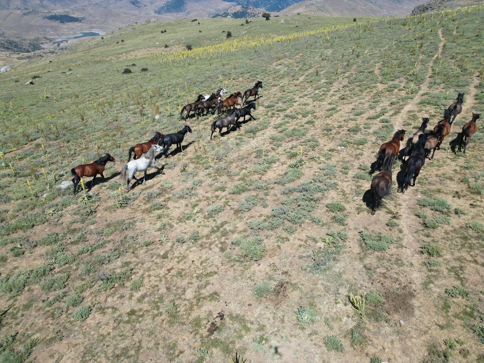 Y E L L I B E L Y A Y L A S I