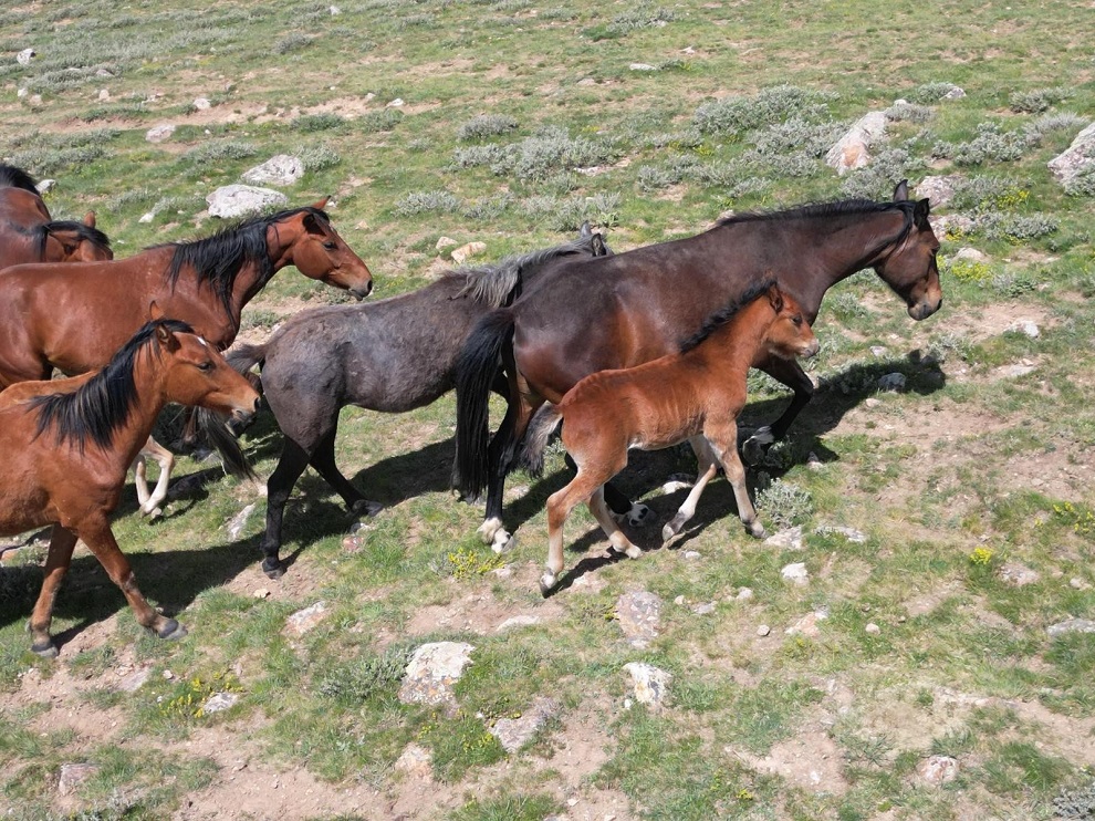 Y I L K I A T L A R I