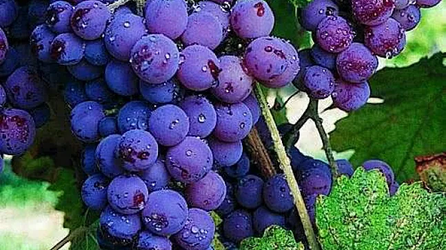 Emirdag Karacalar Uzumu