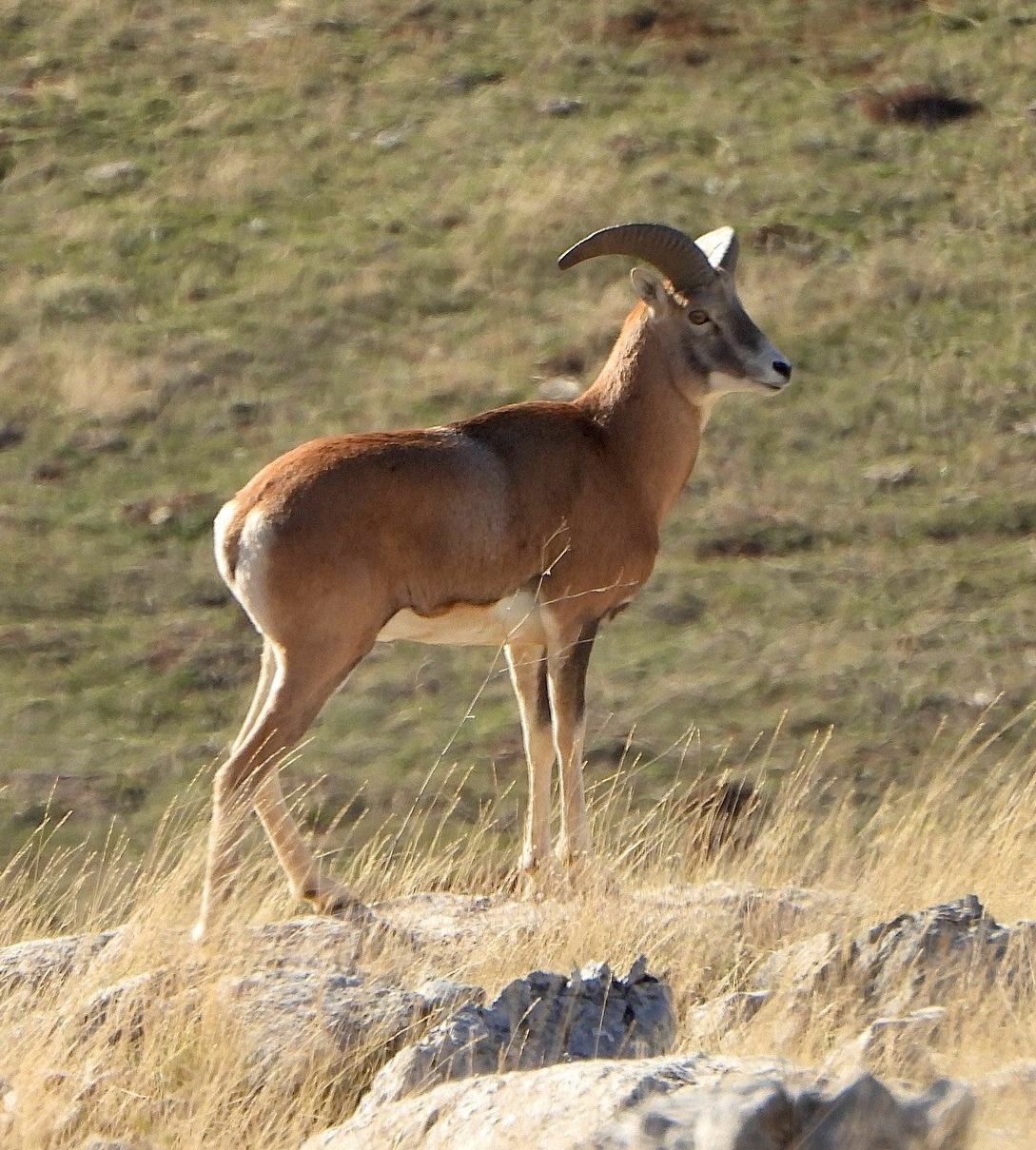 Anadolu Yaban Koyunu