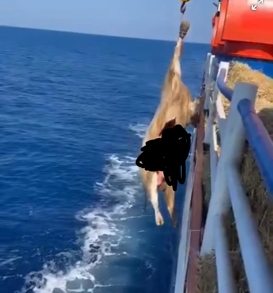 C52A0Dcb Be46 4Dc8 A0Be 57829Ab6Fb8F