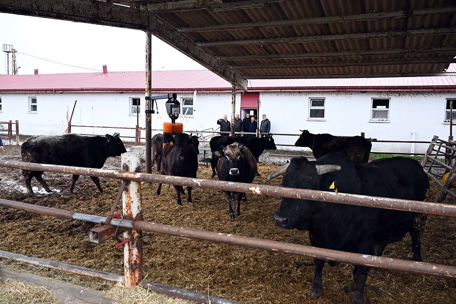 Afyon Kocatepe Hayvancilik