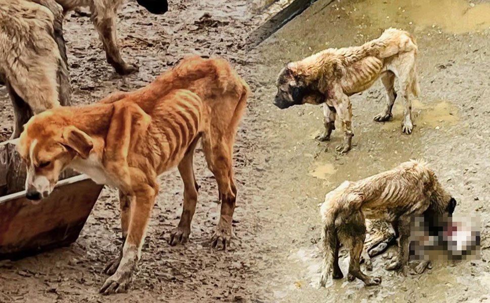 Barınakta aç kalan köpekler birbirini yedi
