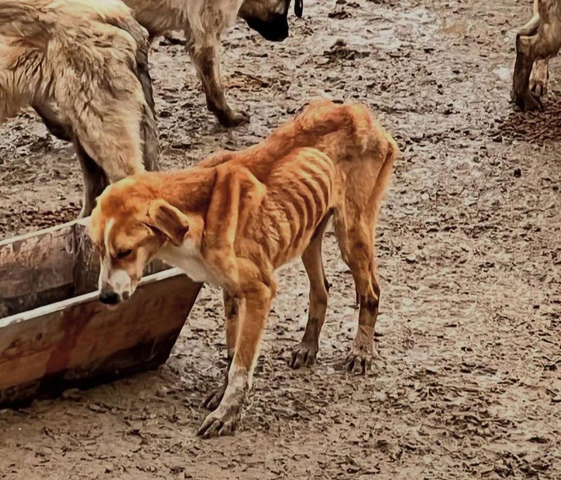 Barinak Kopek Bilecek