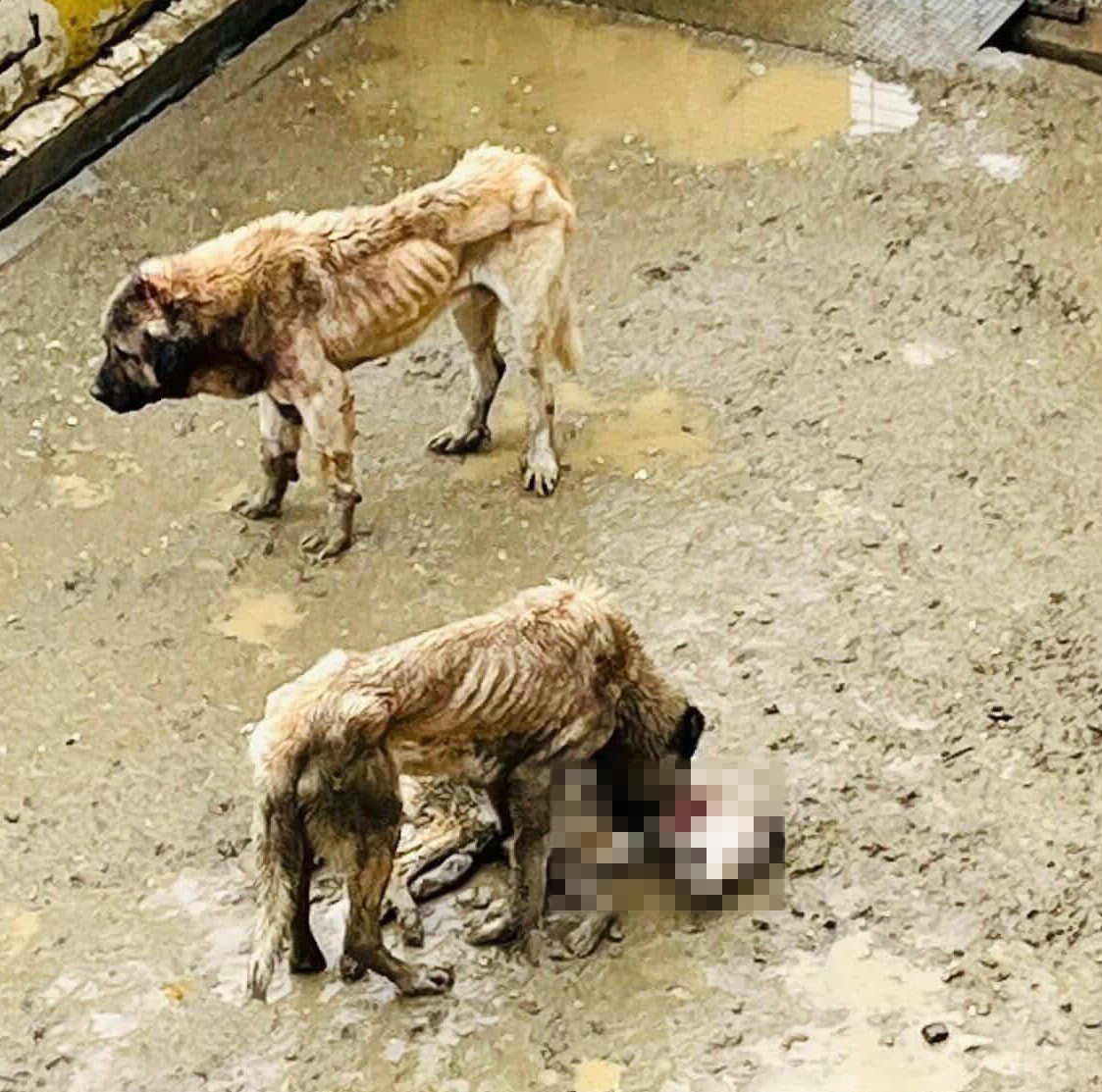 Bilecik Barinak Kopek