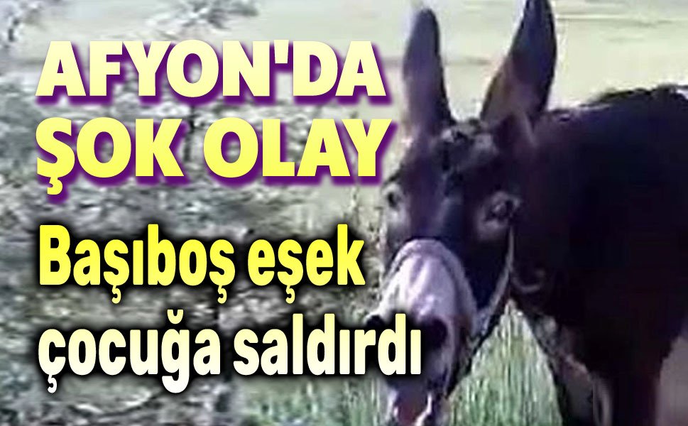 Afyon'da şok olay!.. Başıboş eşek çocuğa saldırdı!..