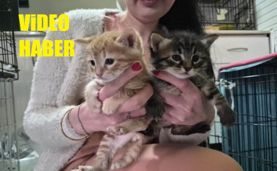 Hamile kedi, sığındığı veteriner kliniğinde doğum yaptı!..