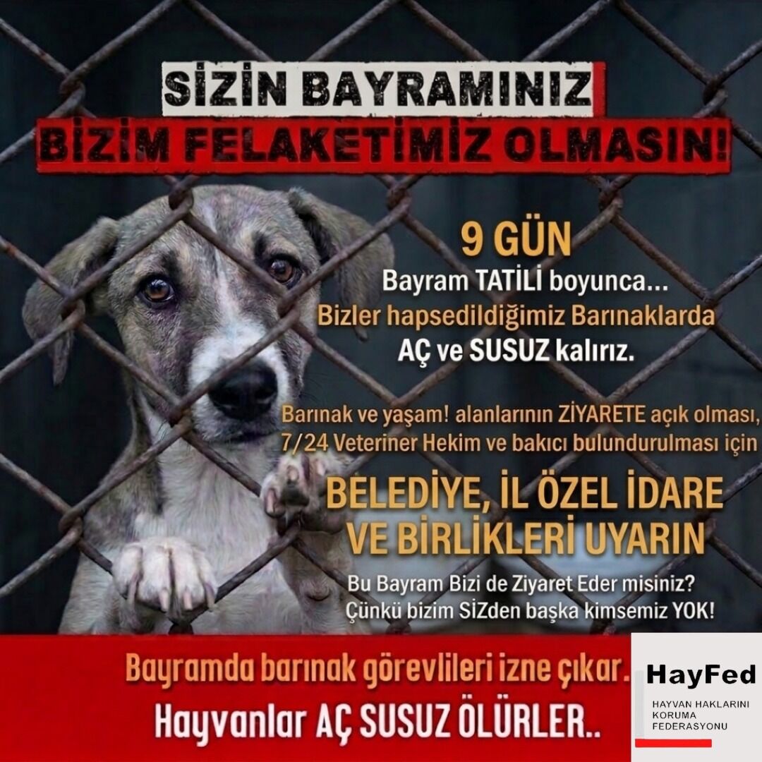 Afyon Hayvanlar