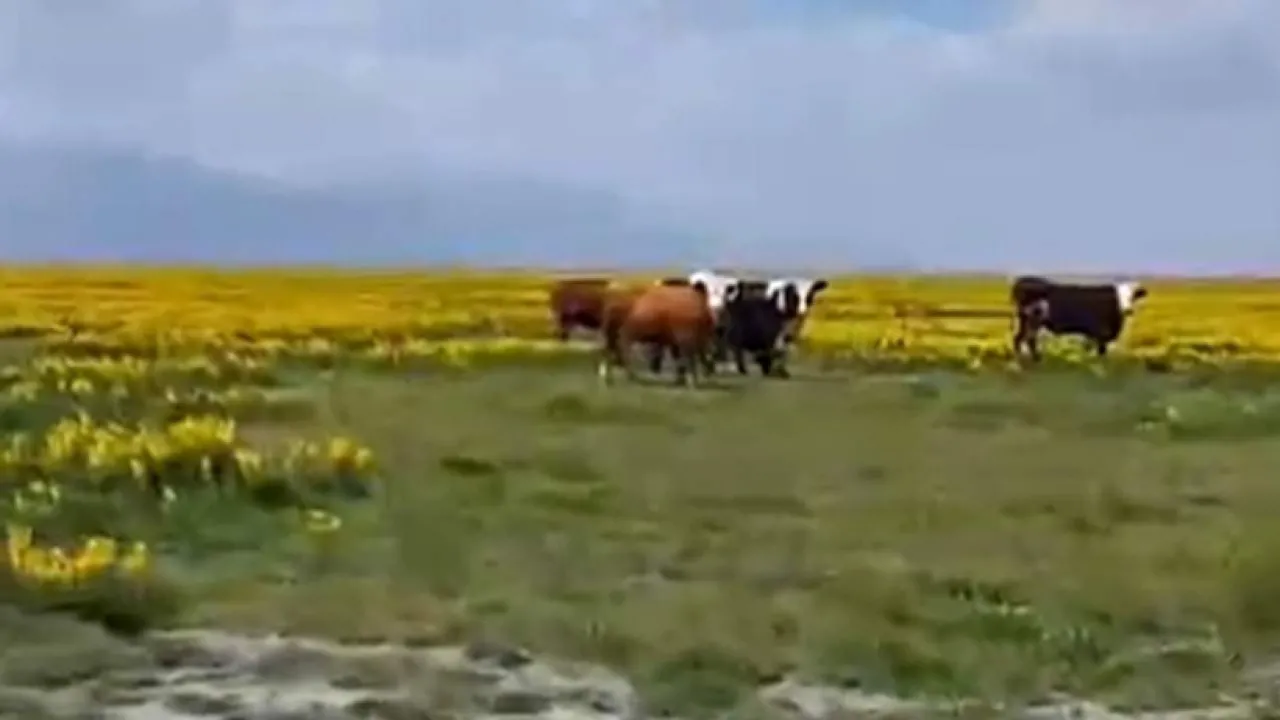 Eber Sarısı 1