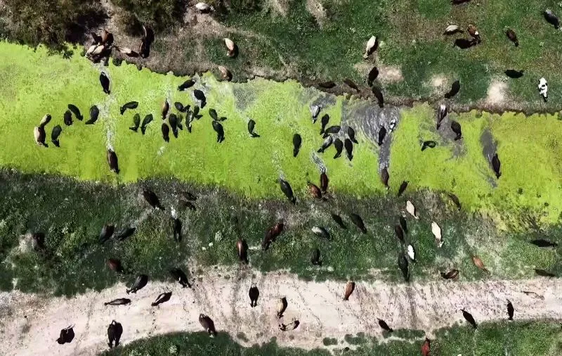 Afyonkarahisar Eber Gölü Küllerinden Doğdu2
