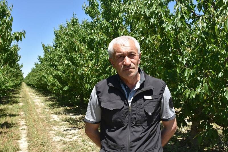 Afyonun Napolyon Kirazinda Bu Yil Yuksek Rekolte Bekleniyor 4