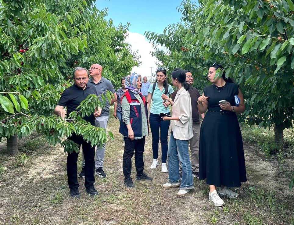 Çin Heyeti Afyonkarahisar Kirazını İnceledi (2)