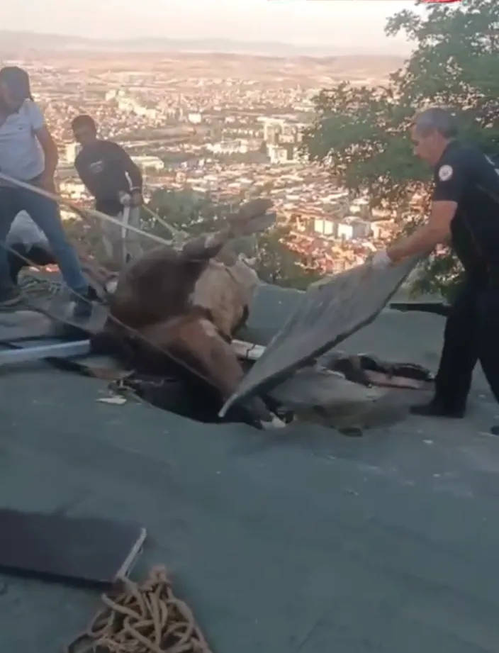 Hidirlikta Otlayan Inek Evin Catisina Dustu Itfaiye Seferber Oldu 2