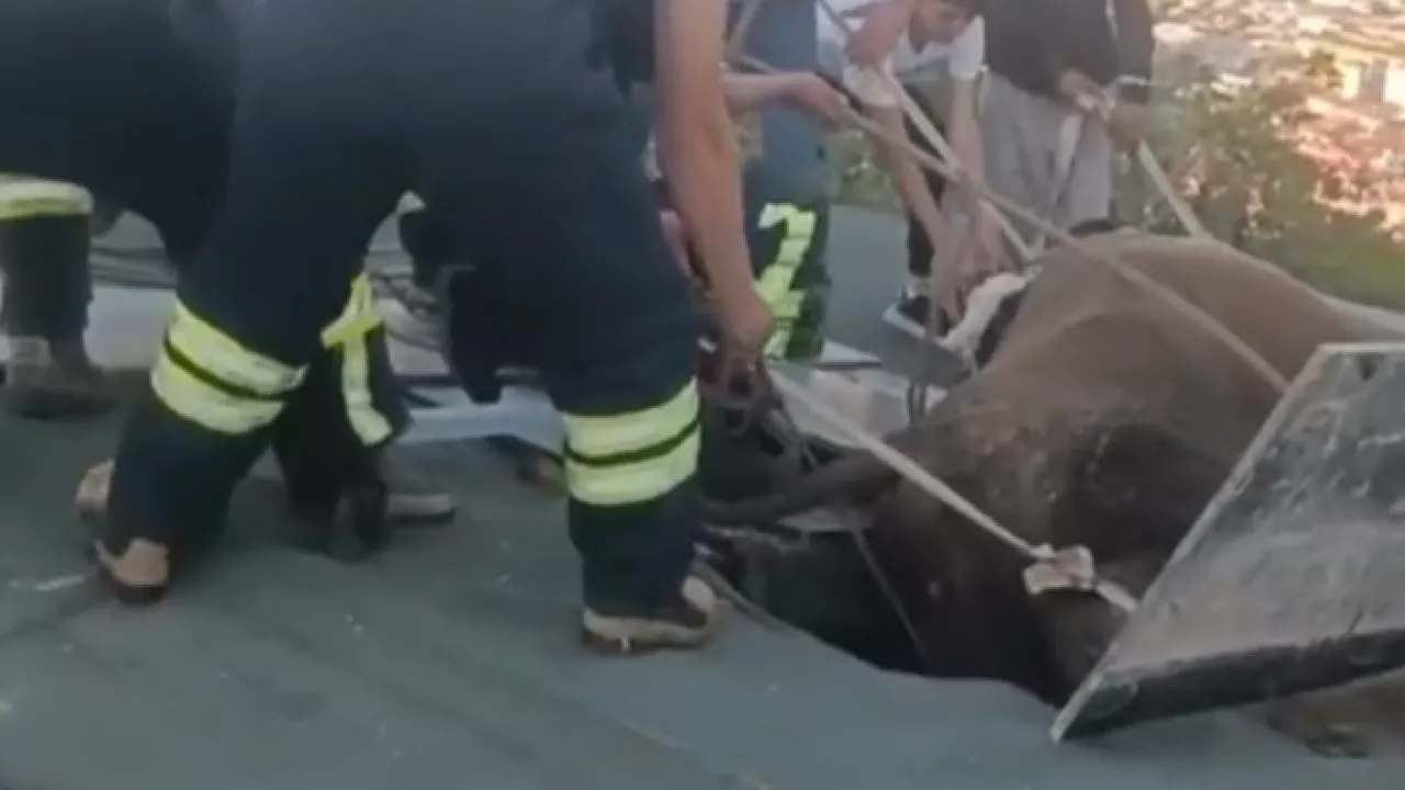 Hidirlikta Otlayan Inek Evin Catisina Dustu Itfaiye Seferber Oldu