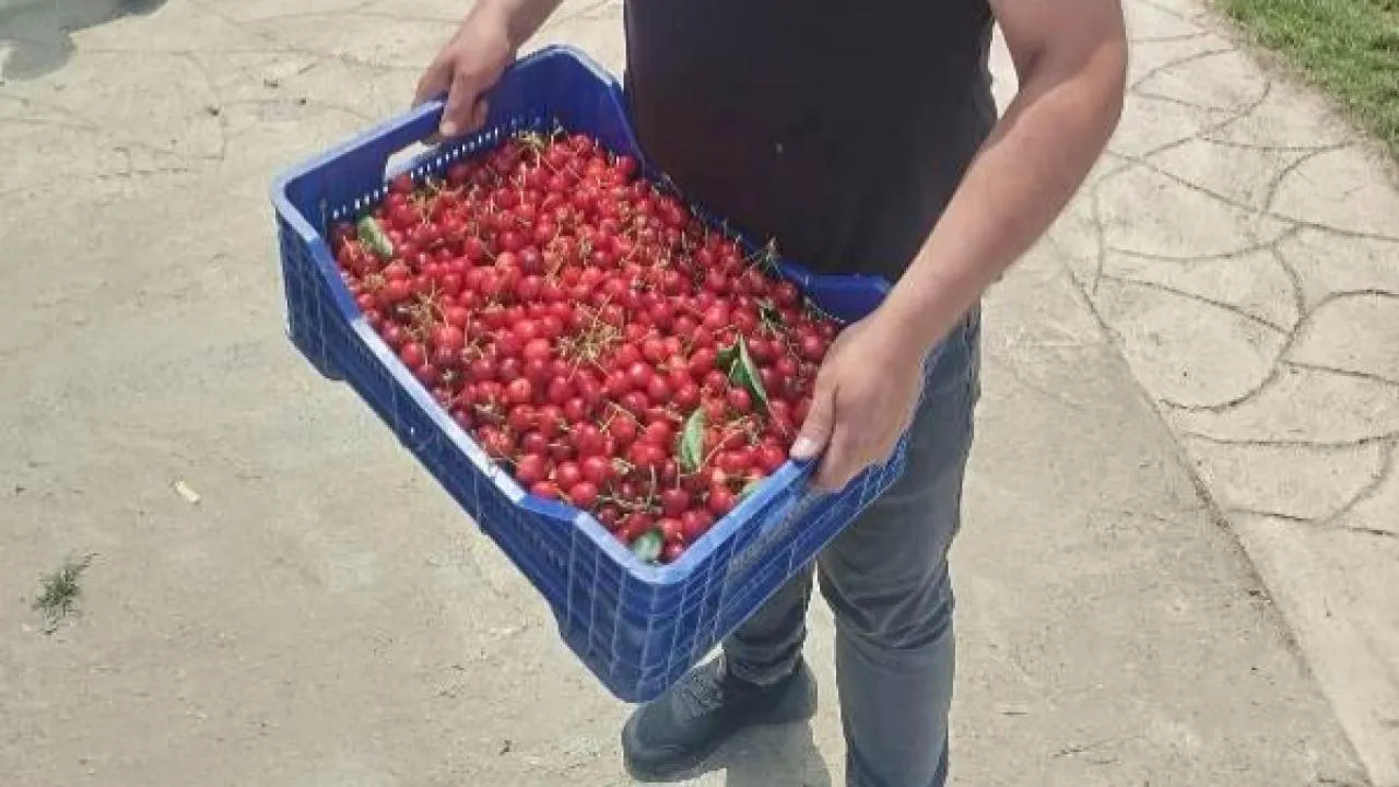 Sultandağı’nda Kiraz Sezonu Açıldı 1