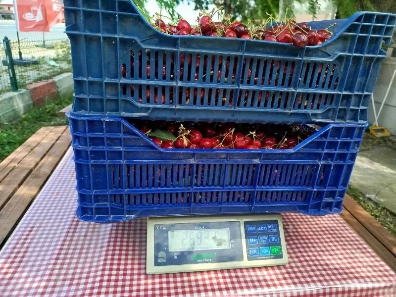 Sultandağı’nda Kiraz Sezonu Açıldı 2