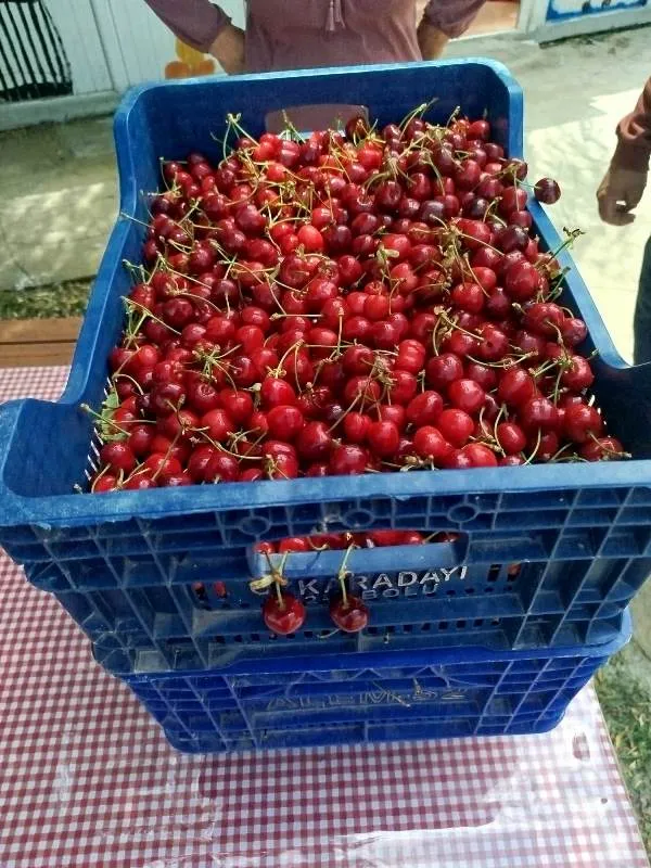 Sultandağı’nda Kiraz Sezonu Açıldı 3