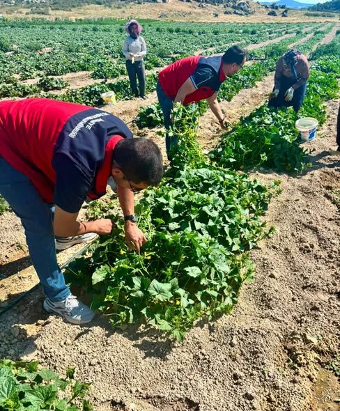 Afyon’da Turşuluk Hiyar Hasadi Başariyla Sürüyor (2)