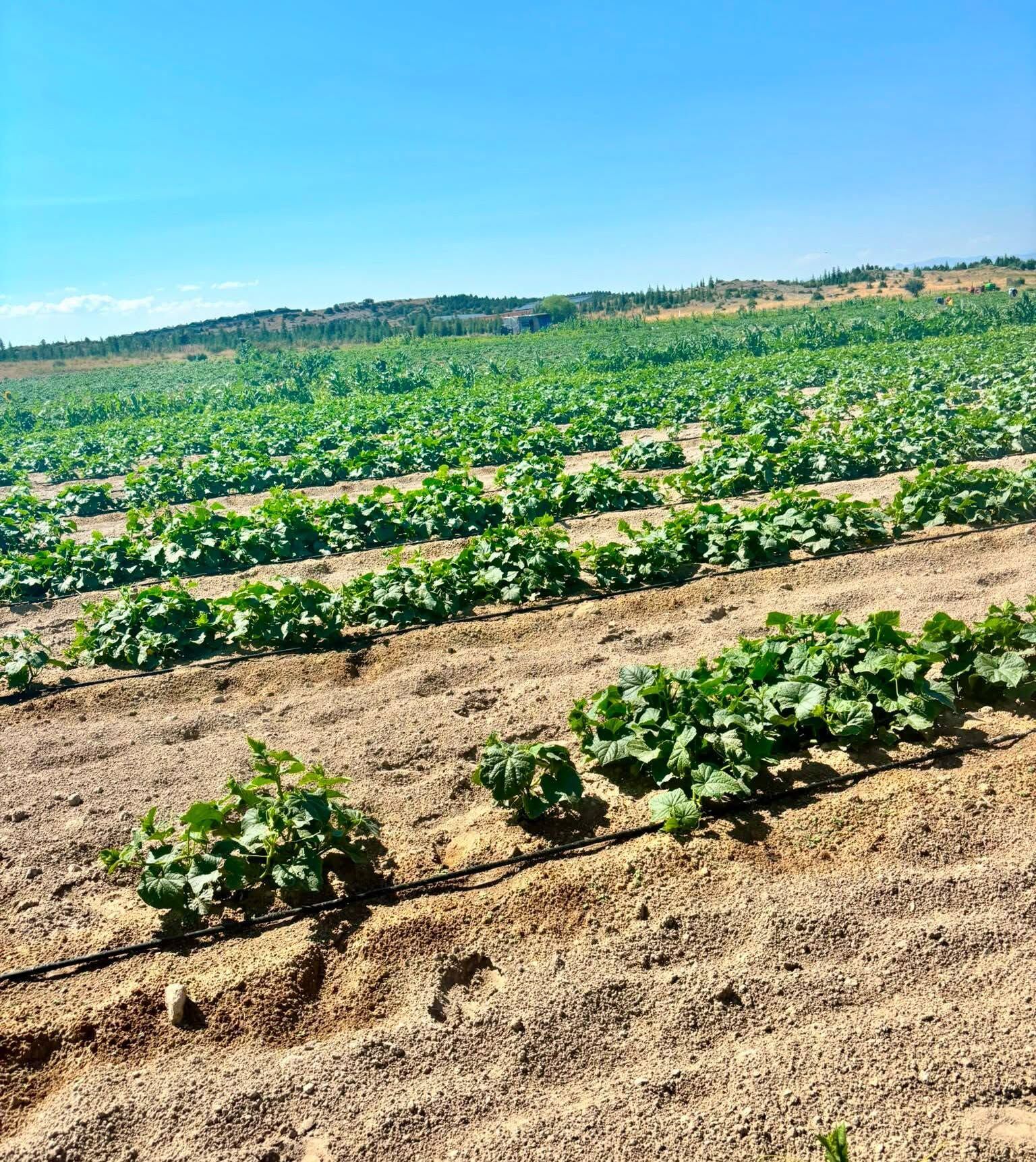 Afyon’da Turşuluk Hiyar Hasadi Başariyla Sürüyor (3)