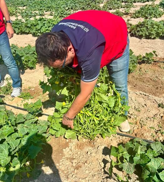 Afyon’da Turşuluk Hiyar Hasadi Başariyla Sürüyor (5)