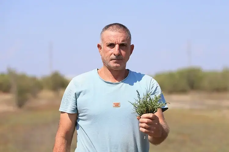 Deniz Börülcesi1