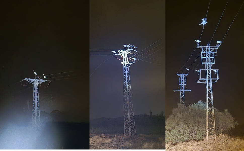 Afyon’da Leylek Göçü Elektrikleri Kesti