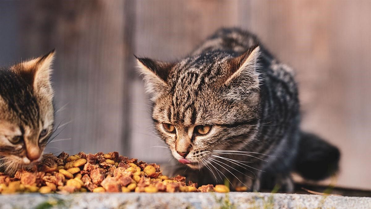 Kedi Mamasi 2