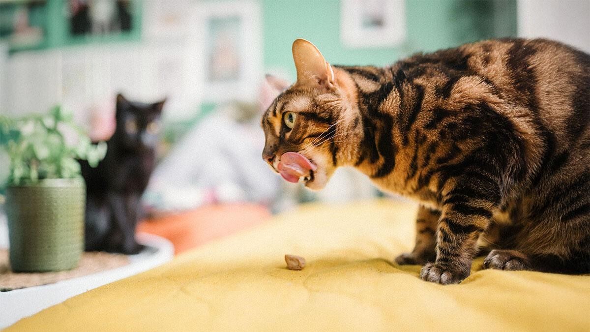 Kedi Mamasi 3