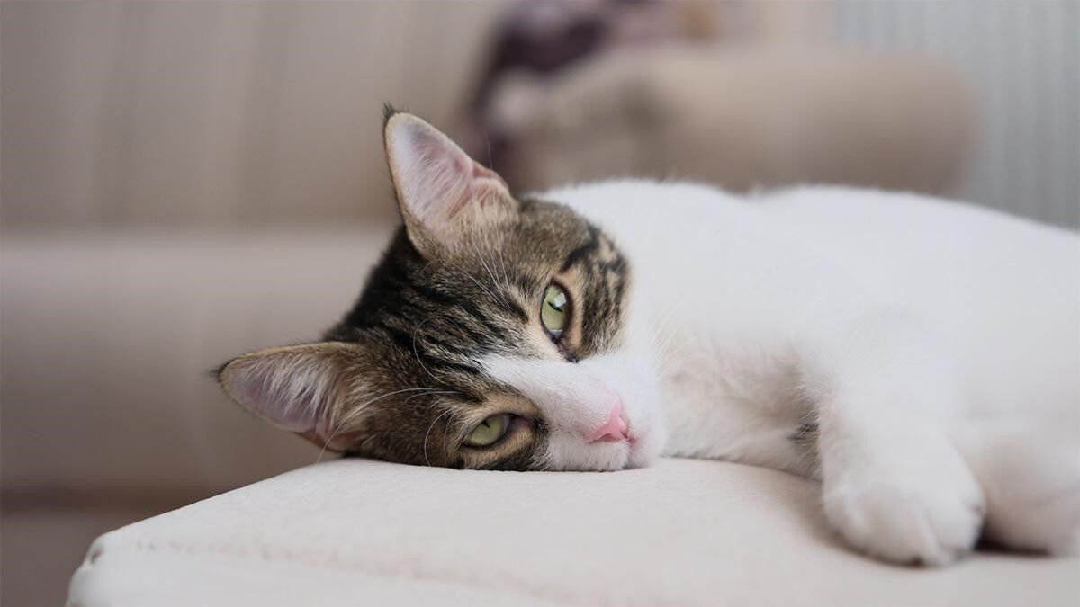 Kedi Mamasi 4