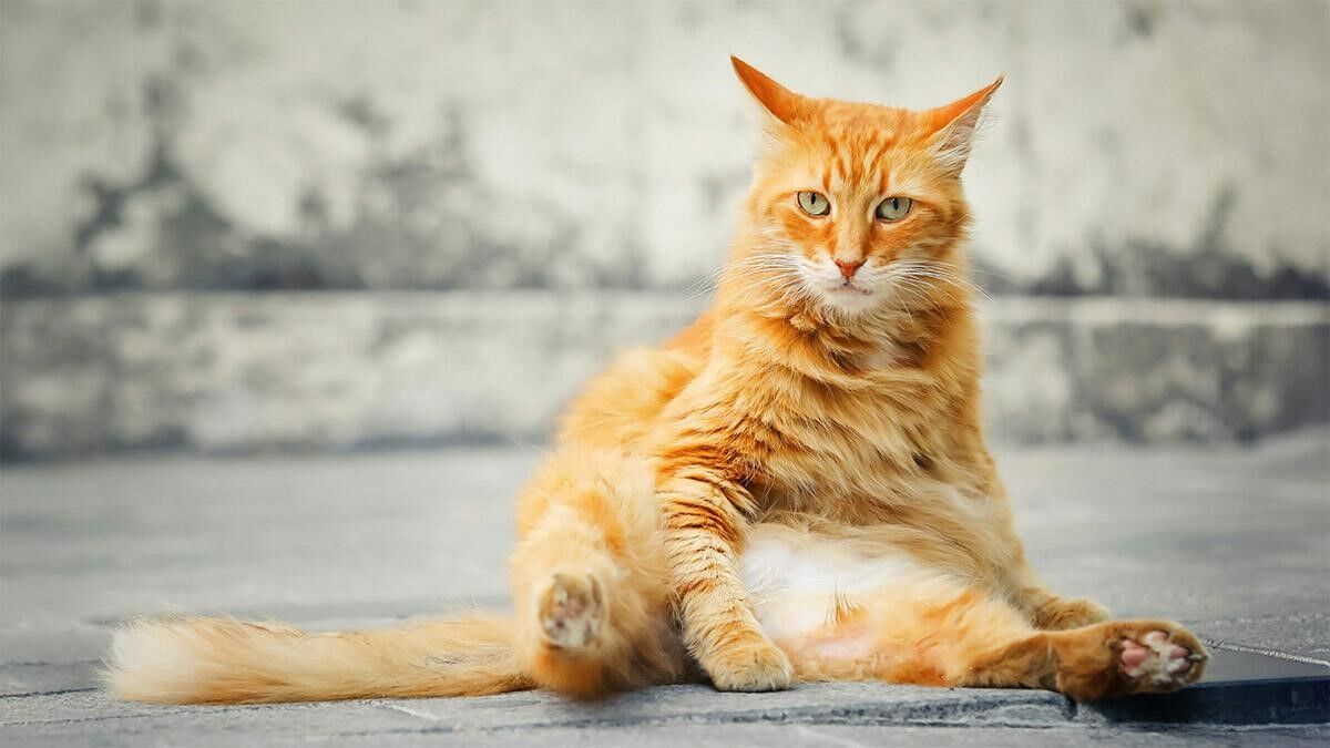 Kedi Mamasi 6
