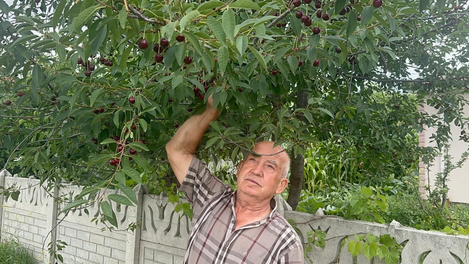 Sultandağı Vişnesinde Rekor Fiyat (1)