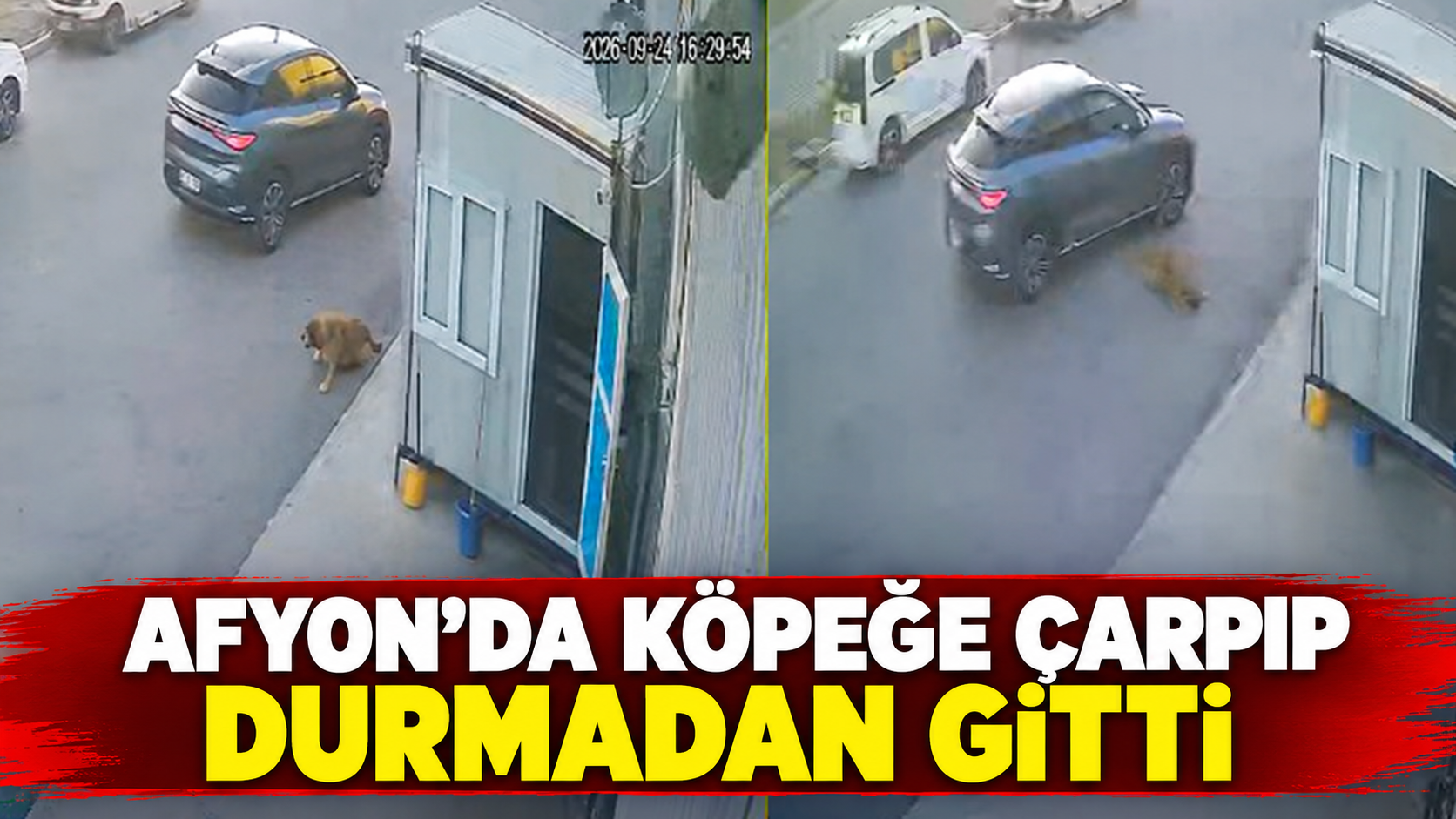 Afyon’da köpeğe çarpıp durmadan gitti!