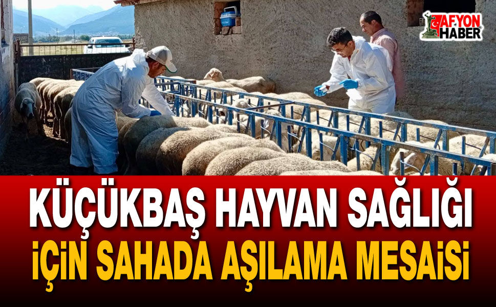 Küçükbaş hayvan sağlığı için sahada aşılama mesaisi