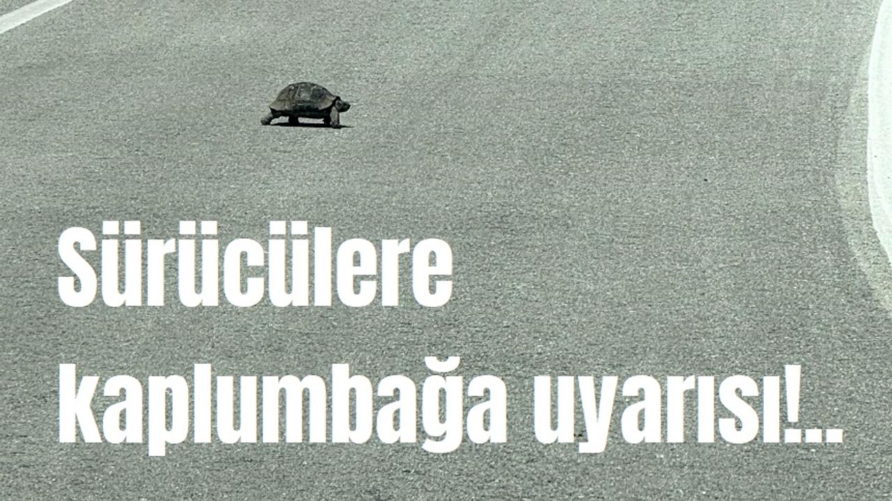 Sürücülere kaplumbağa uyarısı!..