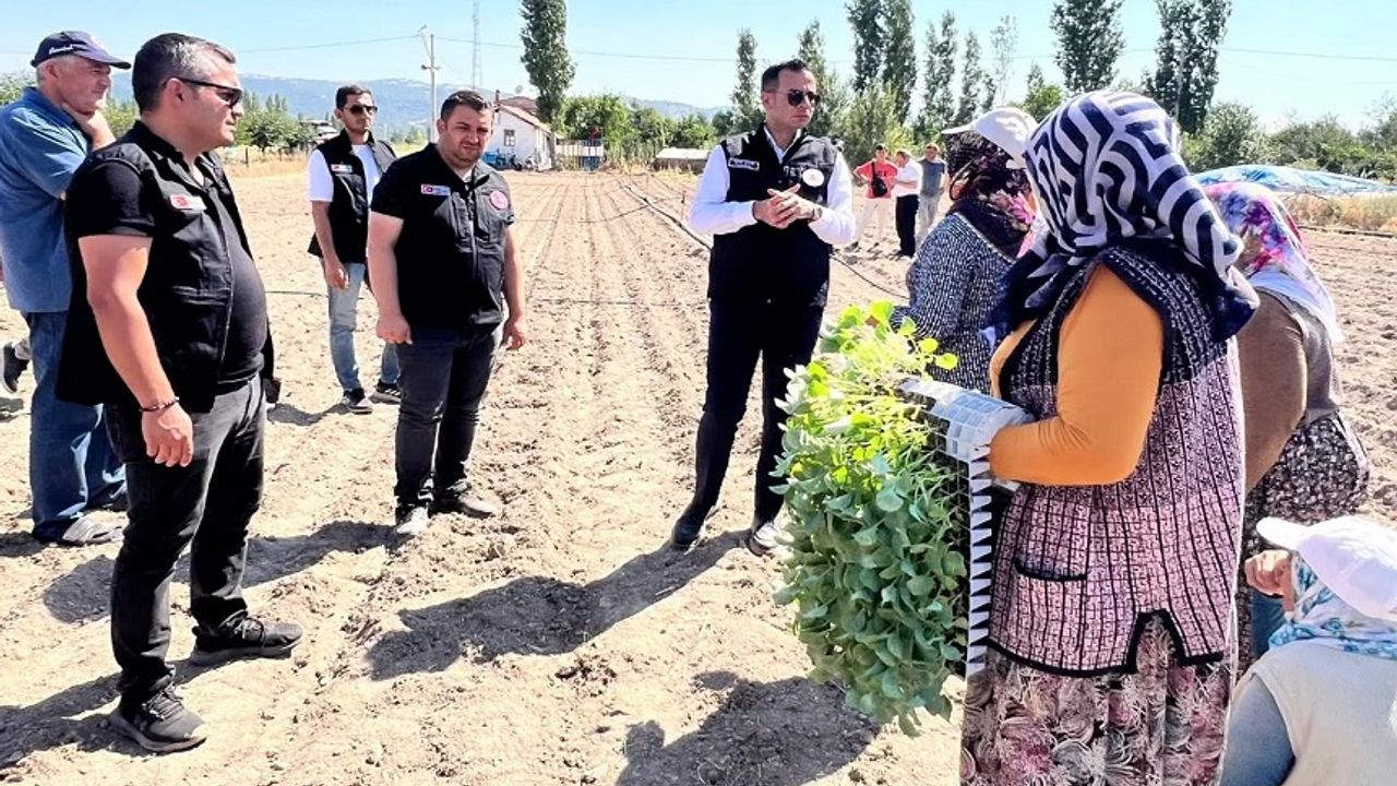 862 bin brokoli fidesi toprakla buluştu