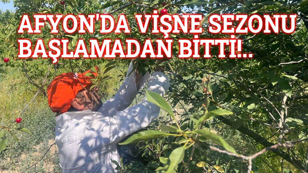 Afyon'da vişne sezonu başlamadan bitti
