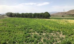 Afyon'da izinsiz ekilen haşhaş taları imha edildi