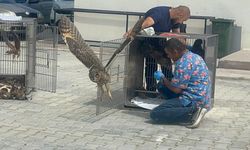 Afyon'da tedavisi tamamlanan kuşlar doğaya salındı