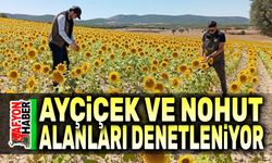 Ayçiçek ve nohut alanları kontrol ediliyor