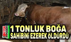 1 tonluk boğa sahibini ezerek öldürdü