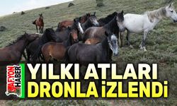 Yılkı atları havadan görüntülendi