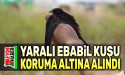 Yaralı Ebabil kuşu koruma altına alındı