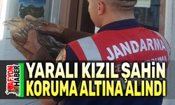 Yaralı kızıl şahin koruma altına alındı