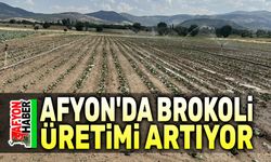 Afyon'da brokoli üretimi artıyor