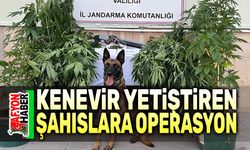 Kenevir yetiştiren şahıslara operasyon