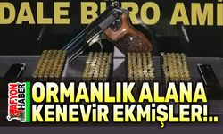 Ormanlık alana kenevir ekmişler!..