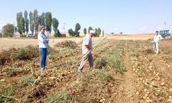 Afyon'da patates üreticileri bilgilendirildi