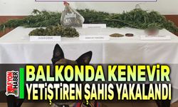 Balkonda kenevir yetiştiren şahıs yakalandı